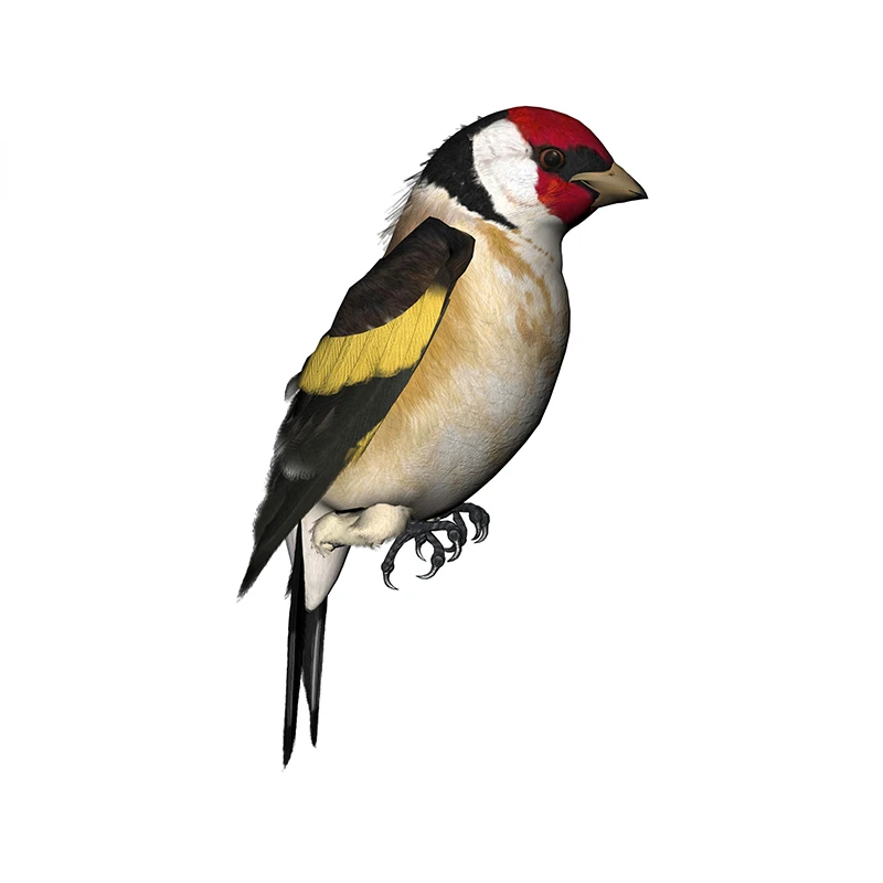New Design for Tinsel Finches  - Weight Plate Bumper recensie en prijs